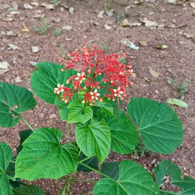 Clerodendrum paniculatum, photographed by Paulmathi Vinod
