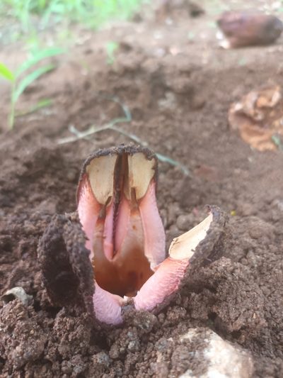 Hydnora abyssinica, photographed by Noeleen du Toit
