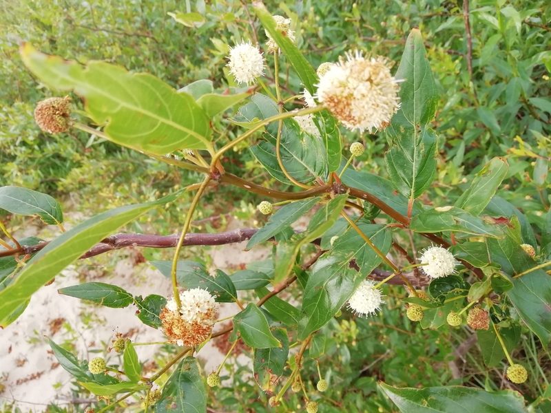 Cephalanthus glabratus, photographed by Agustina Medina