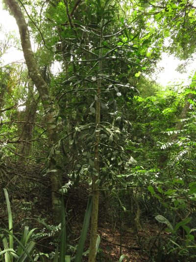 Brasiliopuntia brasiliensis, photographed by Patricio Cowper Coles