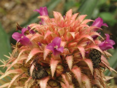 Ananas macrodontes, photographed by Patricio Cowper Coles