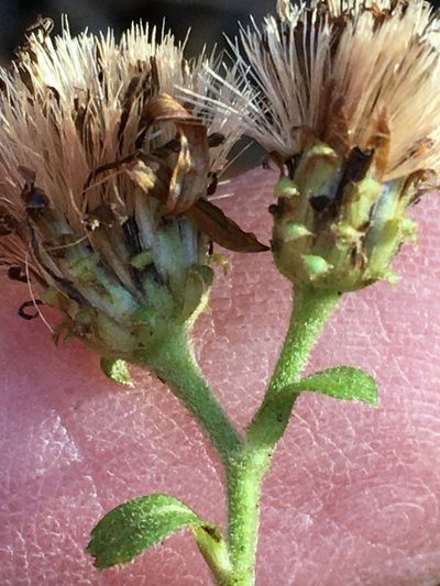 Eurybia mirabilis, photographed by Becky Dill
