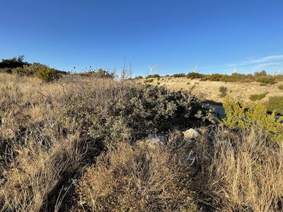 Quercus havardii, photographed by CK2AZ
