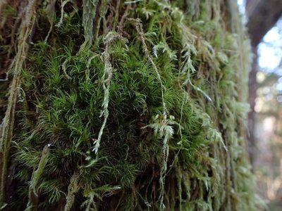 Dicranum fuscescens, photographed by Randal