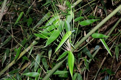 Merostachys claussenii, photographed by Hugo Hulsberg