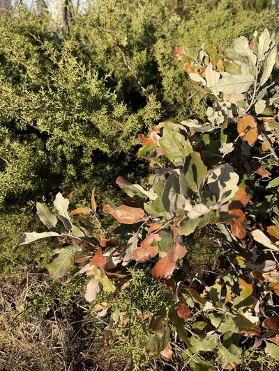 Quercus mohriana, photographed by CK2AZ