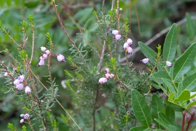 Erica manipuliflora, photographed by WATANABE Hitoshi 渡辺仁