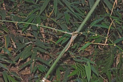 Guadua trinii, photographed by Hugo Hulsberg