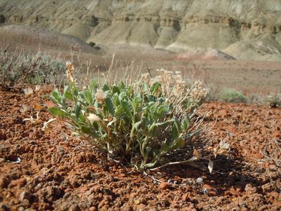 Xanthisma grindelioides, photographed by Matt Lavin