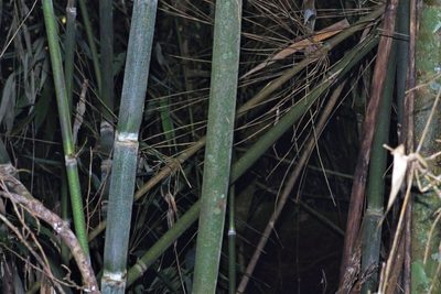 Merostachys claussenii, photographed by Hugo Hulsberg
