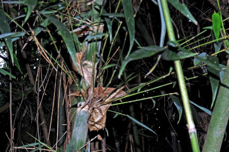 Merostachys claussenii, photographed by Hugo Hulsberg