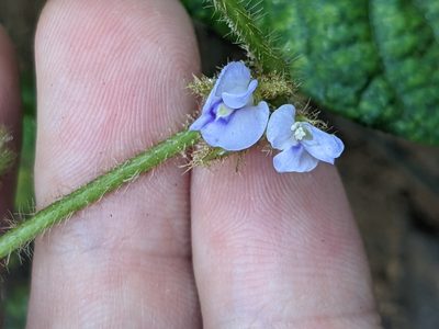Calopogonium mucunoides, photographed by Eric Knight