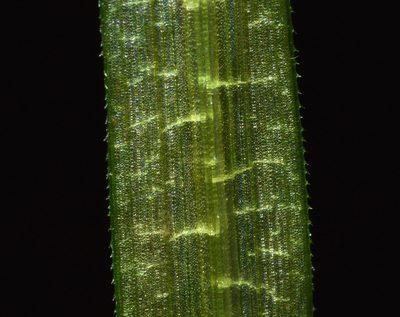 Blyxa aubertii, photographed by Daniel McNair
