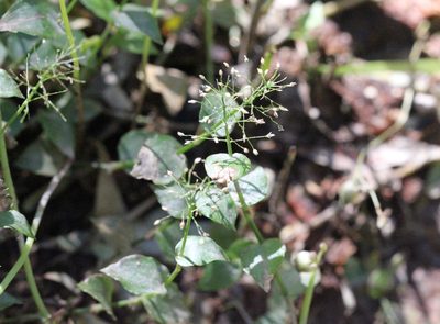 Sphaerocaryum malaccense, photographed by Agnes Trekker