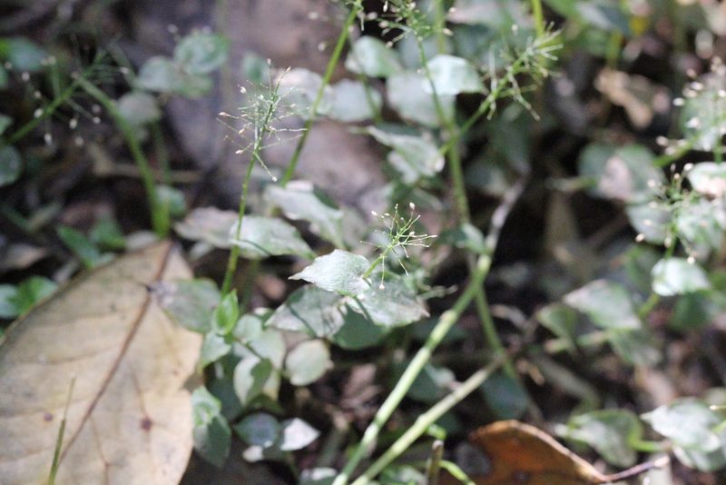 Sphaerocaryum malaccense, photographed by Agnes Trekker