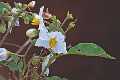 Solanum guaraniticum, photographed by Hugo Hulsberg