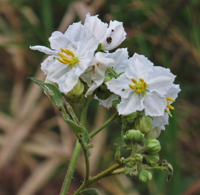 Solanum guaraniticum, photographed by Hugo Hulsberg