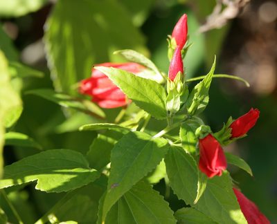 Malvaviscus penduliflorus, photographed by Lauren McLaurin