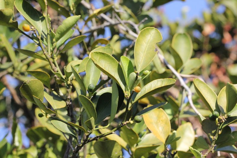 Citrus japonica, photographed by Agnes Trekker