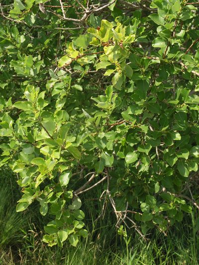 Salix pyrolifolia, photographed by Oleg Kosterin