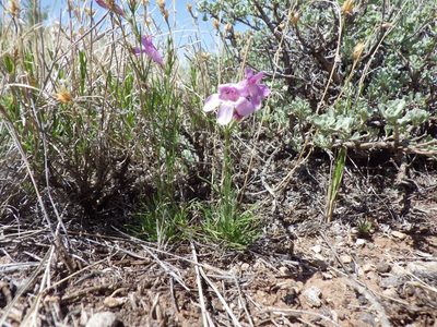Penstemon laricifolius, photographed by Matt Lavin