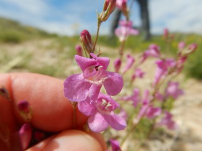 Penstemon laricifolius, photographed by Matt Lavin