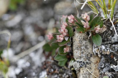 Salix nivalis, photographed by J Straka