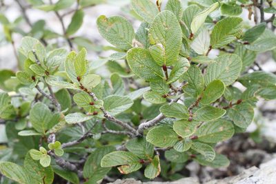 Salix vestita, photographed by J Straka