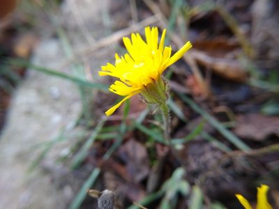 Crepis foetida, photographed by Anna Petrosyan