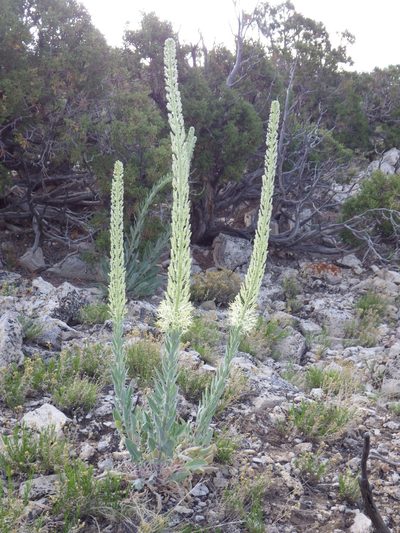 Stanleya tomentosa, photographed by Matt Lavin