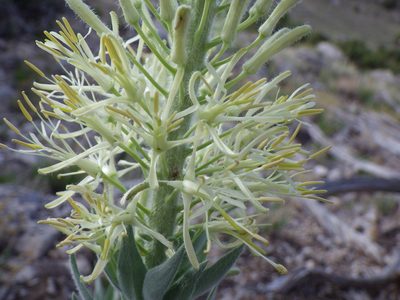 Stanleya tomentosa, photographed by Matt Lavin
