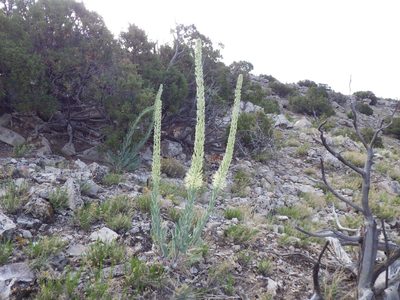 Stanleya tomentosa, photographed by Matt Lavin
