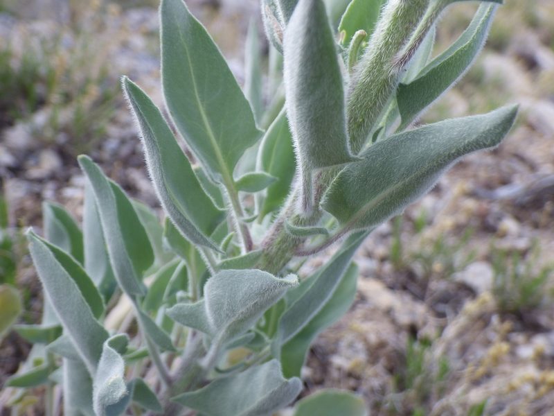 Stanleya tomentosa, photographed by Matt Lavin