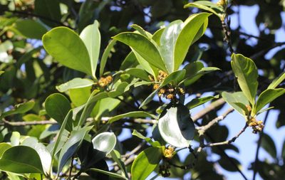 Carallia brachiata, photographed by Agnes Trekker
