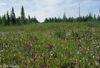 Pedicularis sudetica, photographed by lallen