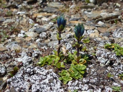 Gentiana glauca, photographed by J Straka