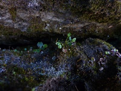 Cardamine bellidifolia, photographed by J Straka
