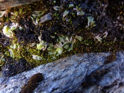 Sauteria alpina, photographed by J Straka