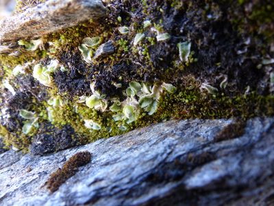 Sauteria alpina, photographed by J Straka