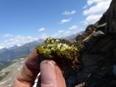 Sauteria alpina, photographed by J Straka