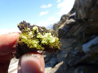 Sauteria alpina, photographed by J Straka