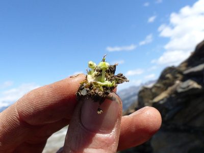 Sauteria alpina, photographed by J Straka