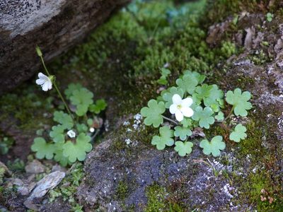 Romanzoffia sitchensis, photographed by J Straka
