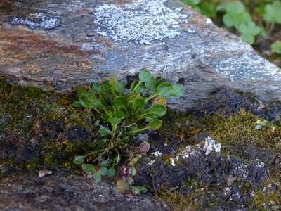 Cardamine bellidifolia, photographed by J Straka