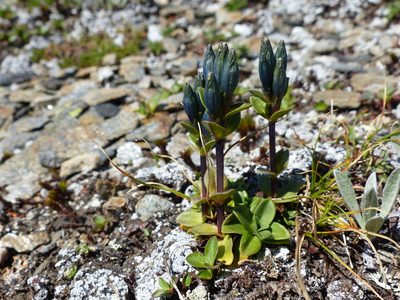 Gentiana glauca, photographed by J Straka