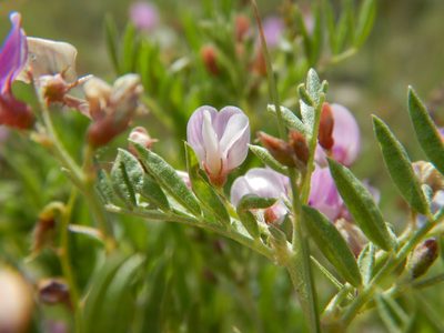 Astragalus microcystis, photographed by Matt Lavin