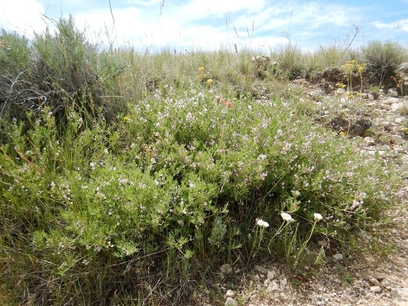 Astragalus microcystis, photographed by Matt Lavin