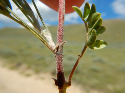 Astragalus microcystis, photographed by Matt Lavin