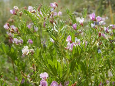 Astragalus microcystis, photographed by Matt Lavin