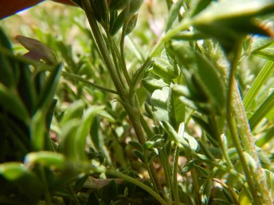 Astragalus microcystis, photographed by Matt Lavin